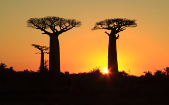 Baobab